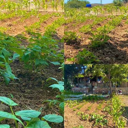 Kamelya Butik Bozcaada